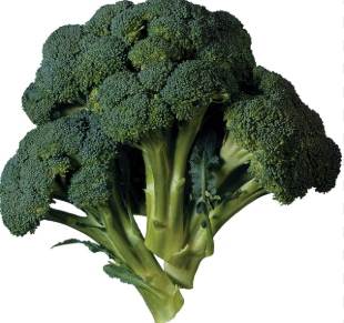 Broccoli