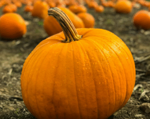 Pumpkin
